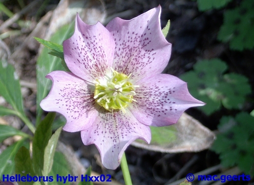 helleborus hybr